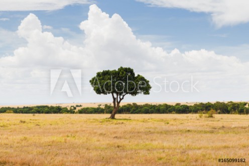 Picture of Acacia tree in savannah at africa